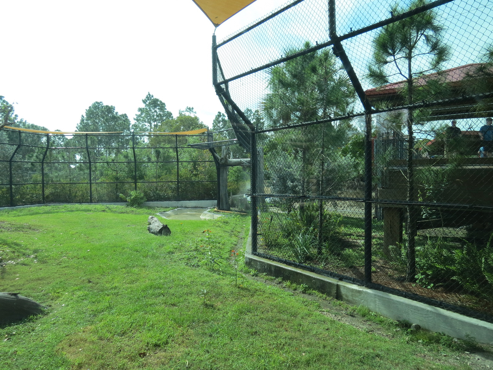 Florida: Mission Everglades - American Black Bear OR Florida Panther Rotational Exhibit 2