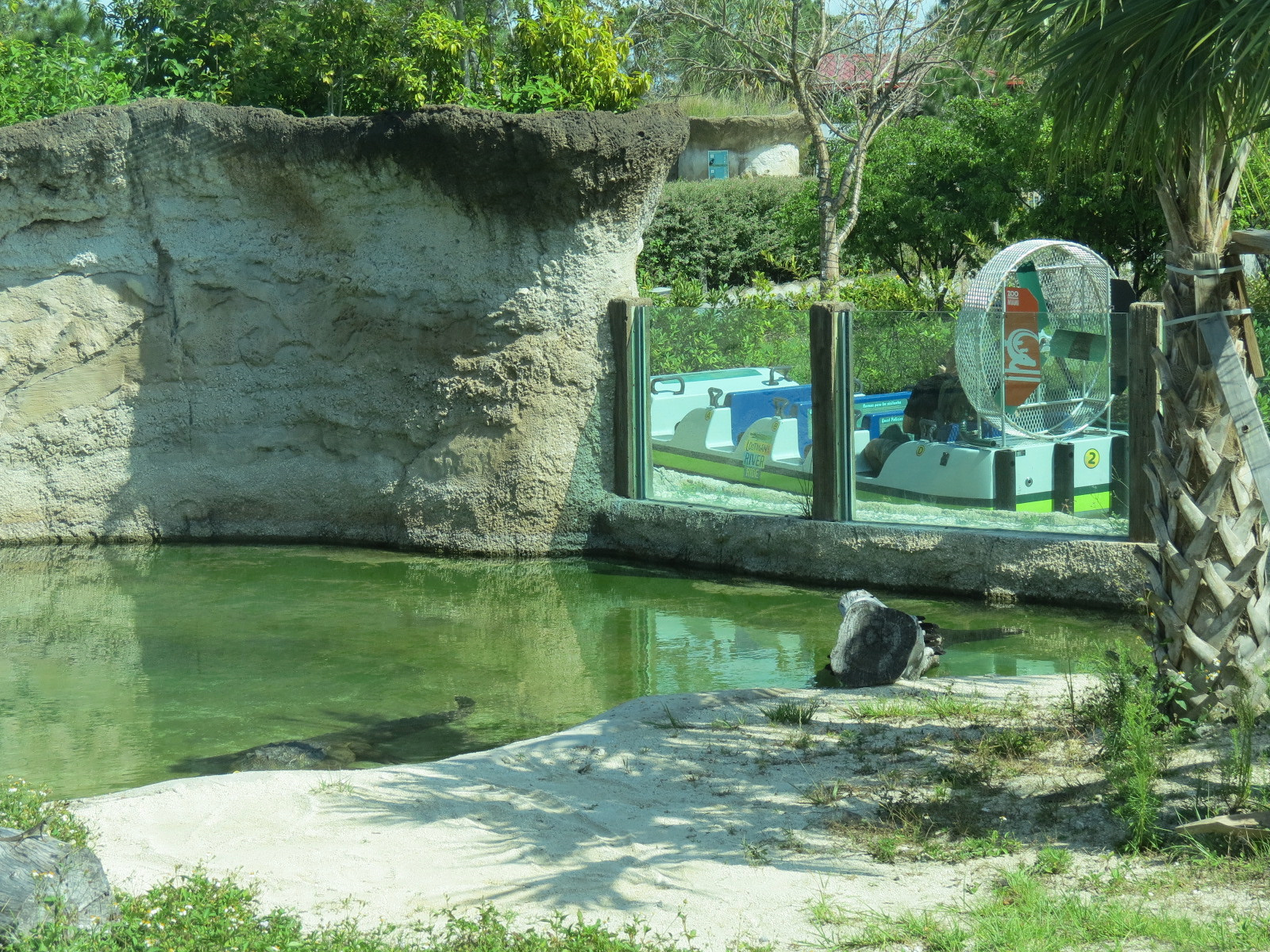 Florida: Mission Everglades - American Crocodile Exhibit - Lostman's River Ride Viewing Area Beyond