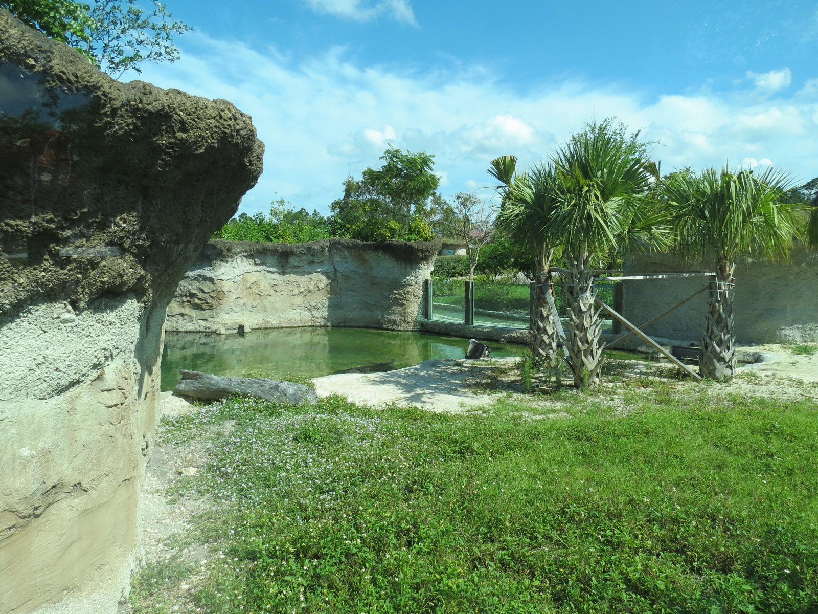 Florida: Mission Everglades - American Crocodile Exhibit