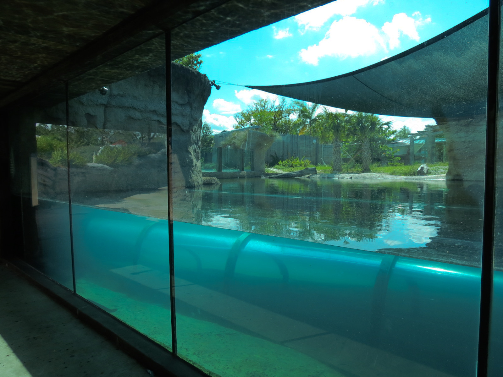 Florida: Mission Everglades - American Crocodile Exhibit