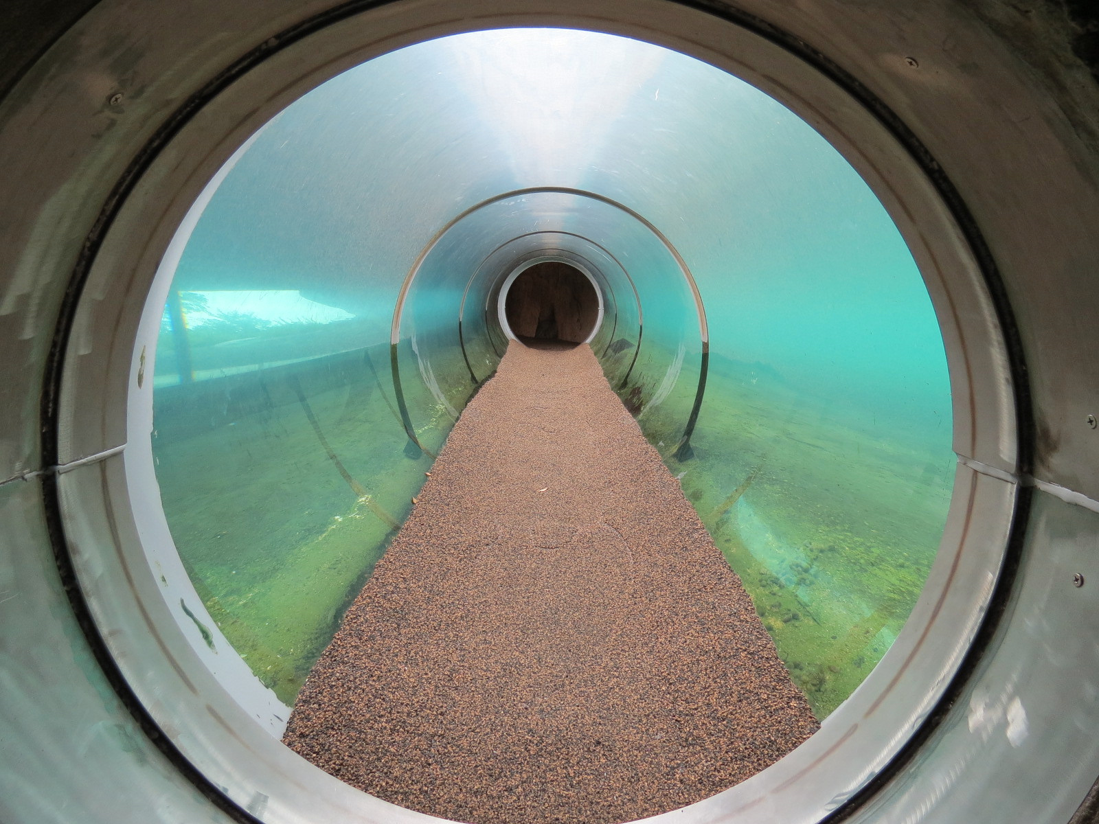 Florida: Mission Everglades - American Crocodile Exhibit