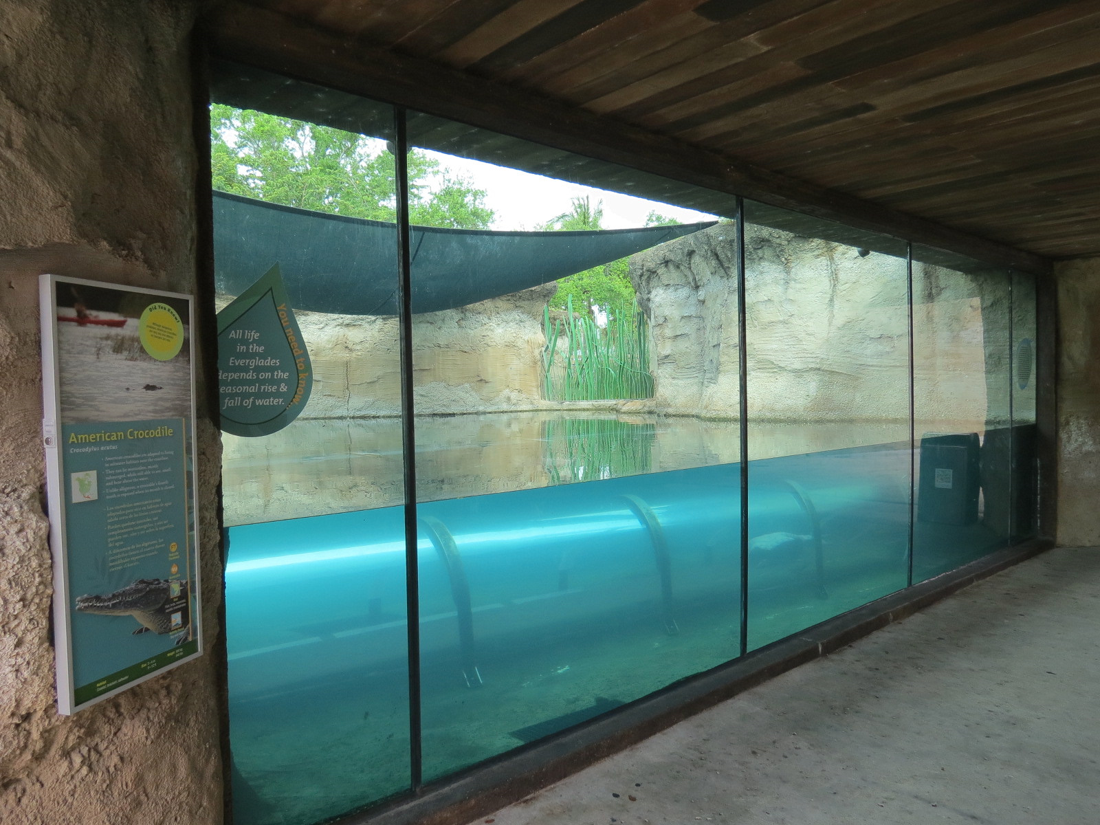 Florida: Mission Everglades - American Crocodile Exhibit