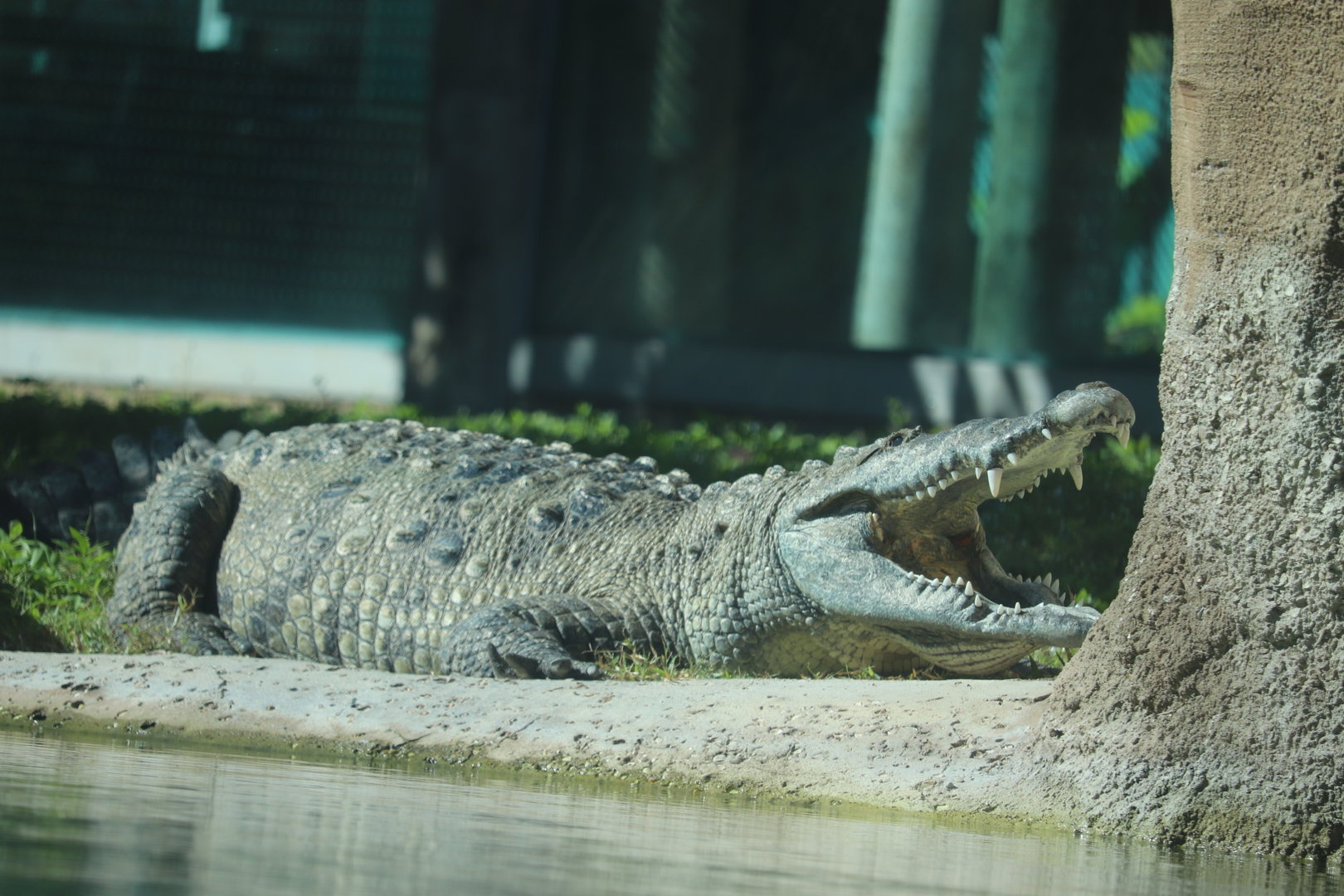 Florida: Mission Everglades - American Crocodile