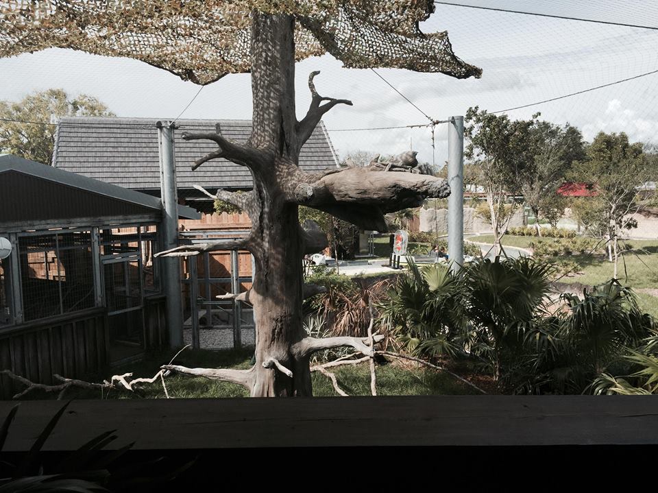 Florida: Mission Everglades- Bald Eage