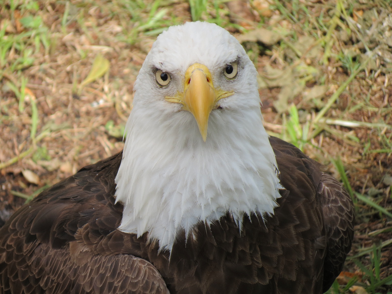 Florida: Mission Everglades - Bald Eagle Exhibit