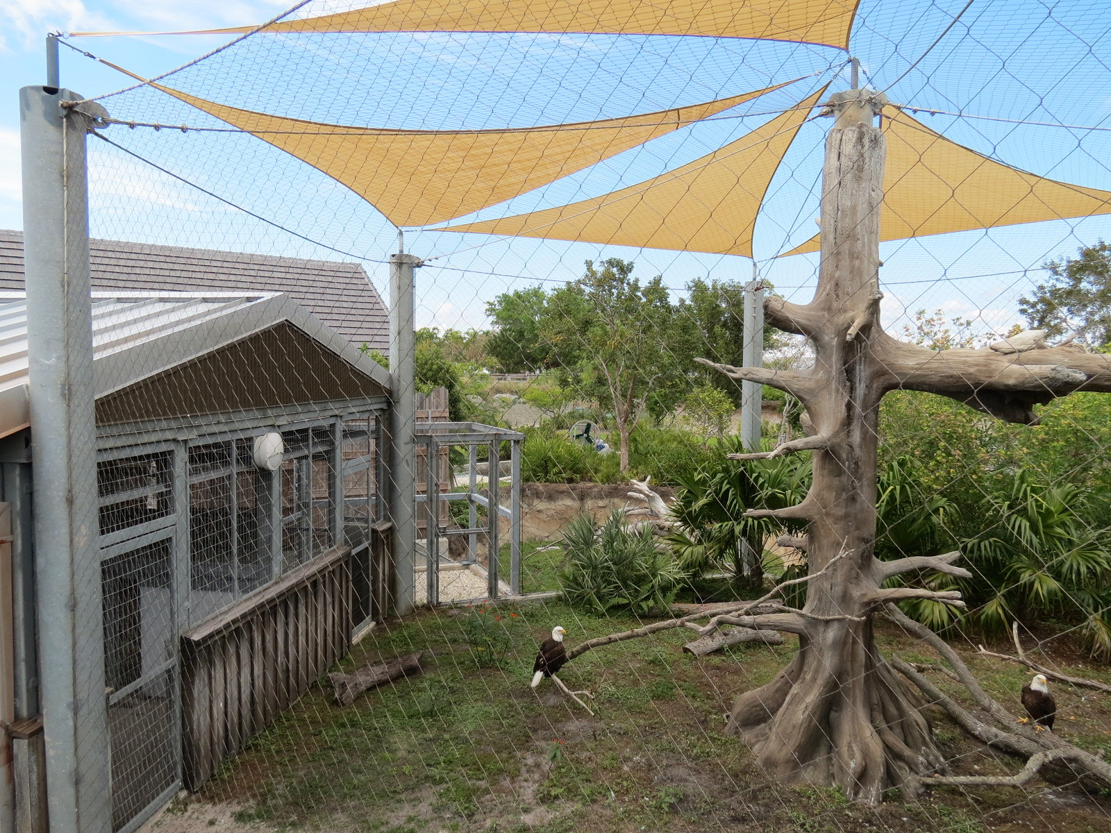 Florida: Mission Everglades - Bald Eagle Exhibit