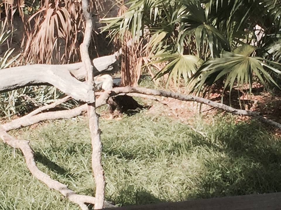 Florida: Mission Everglades- Bald Eagle