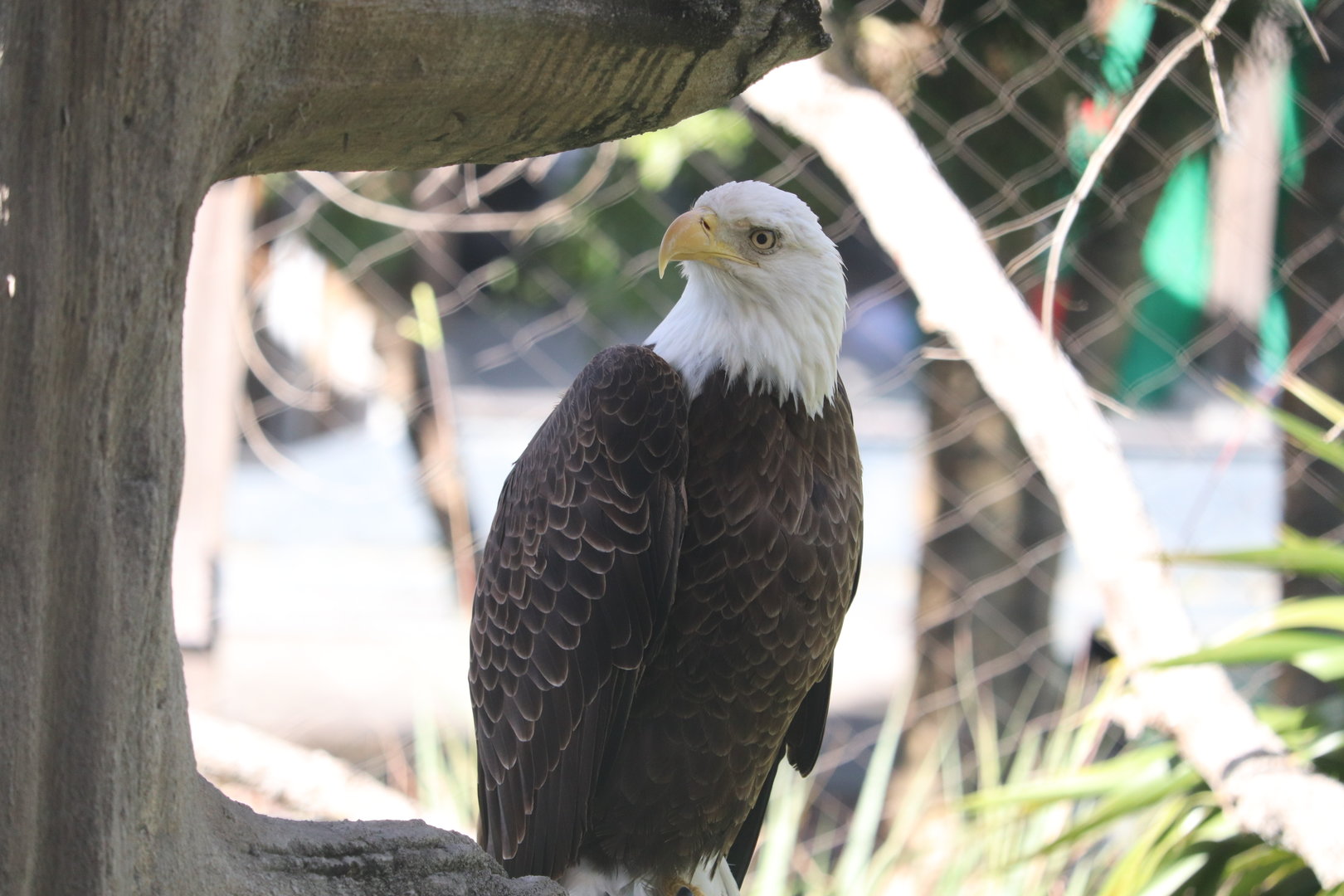 Florida: Mission Everglades - Bald Eagle
