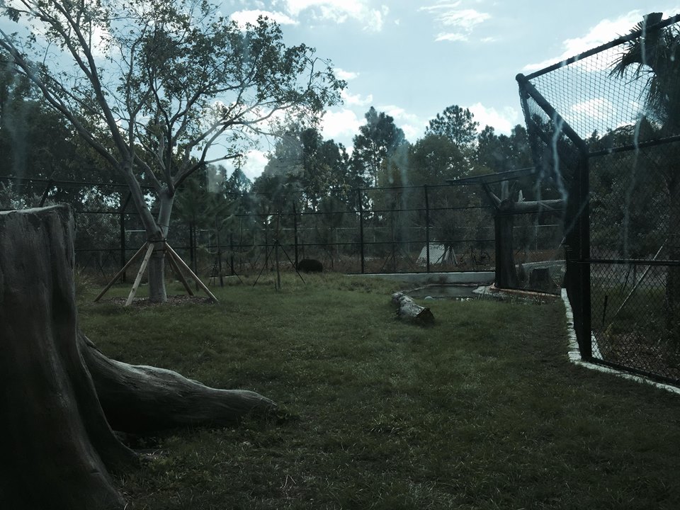 Florida: Mission Everglades- Black Bear/Florida Panther