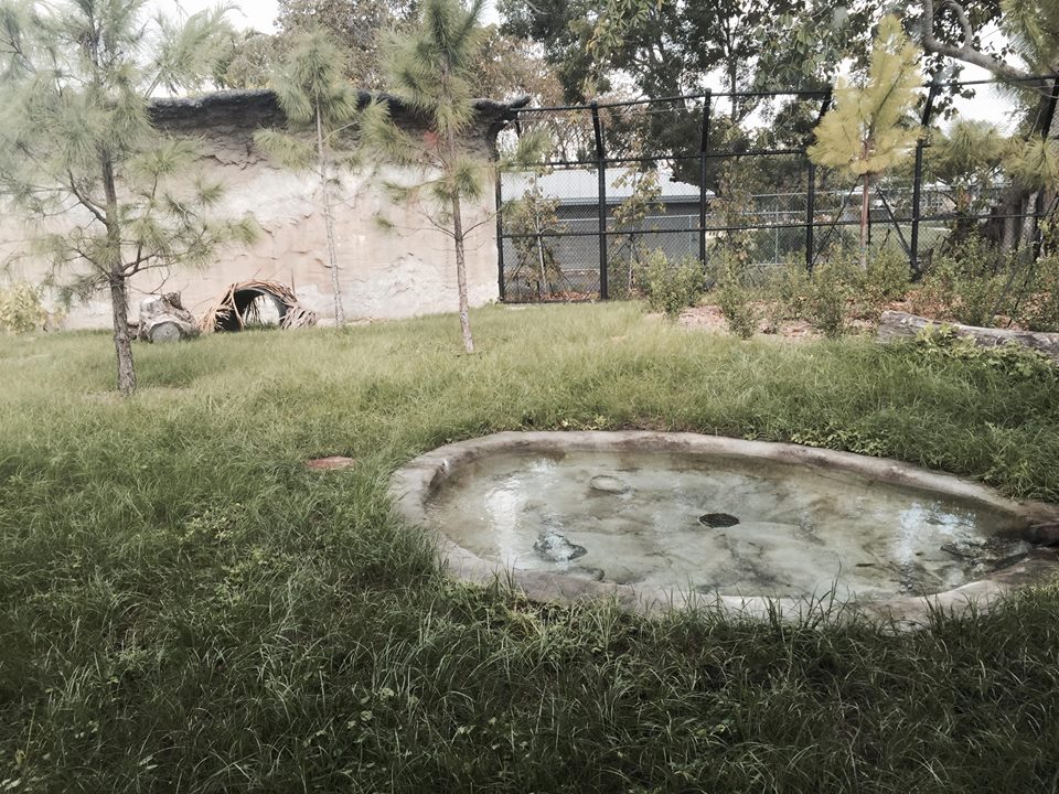 Florida: Mission Everglades- Black Bear/Florida Panther