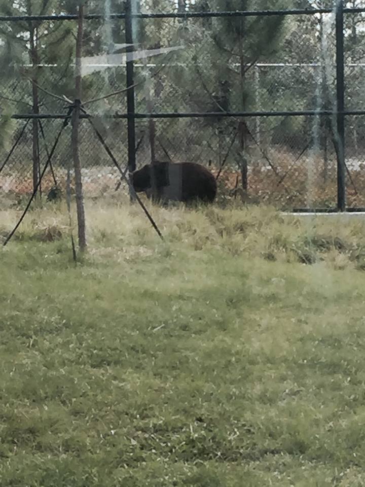 Florida: Mission Everglades: Black Bear/Florida Panther