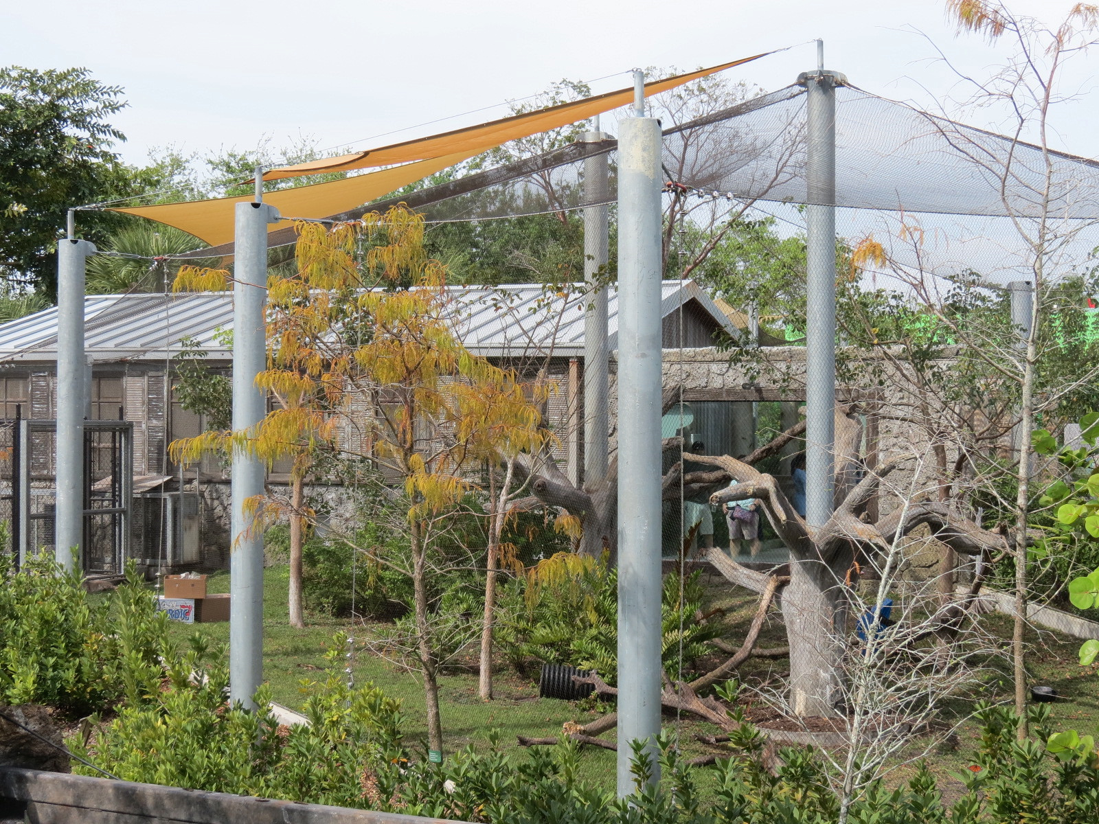 Florida: Mission Everglades - Bobcat OR Gray Fox OR Raccoon Rotational Exhibit 1
