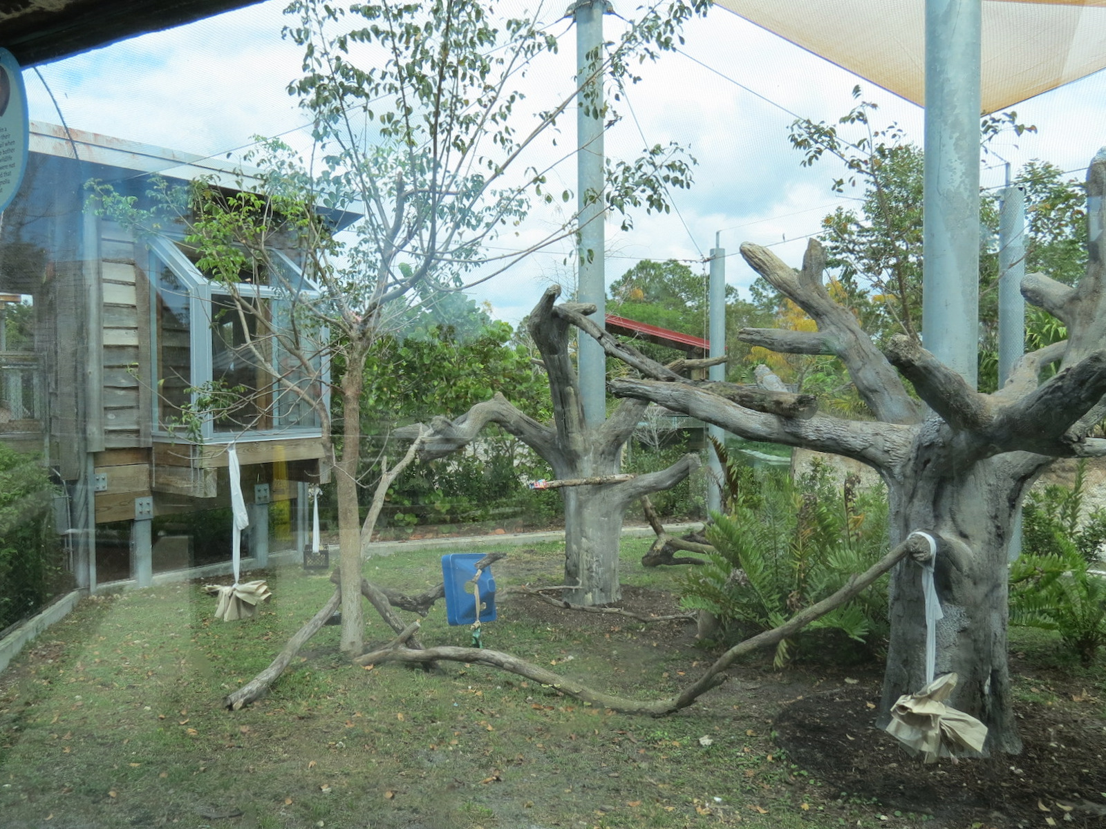 Florida: Mission Everglades - Bobcat OR Gray Fox OR Raccoon Rotational Exhibit 1