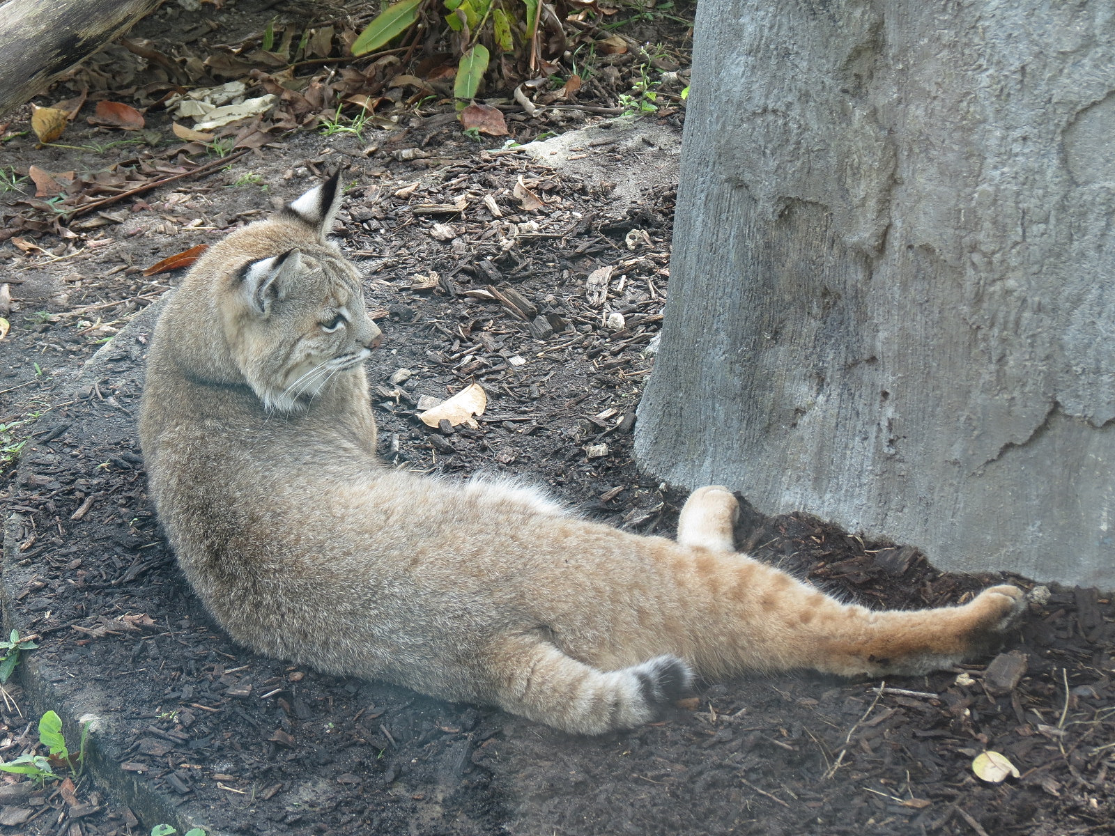 Florida: Mission Everglades - Bobcat OR Gray Fox OR Raccoon Rotational Exhibit 1