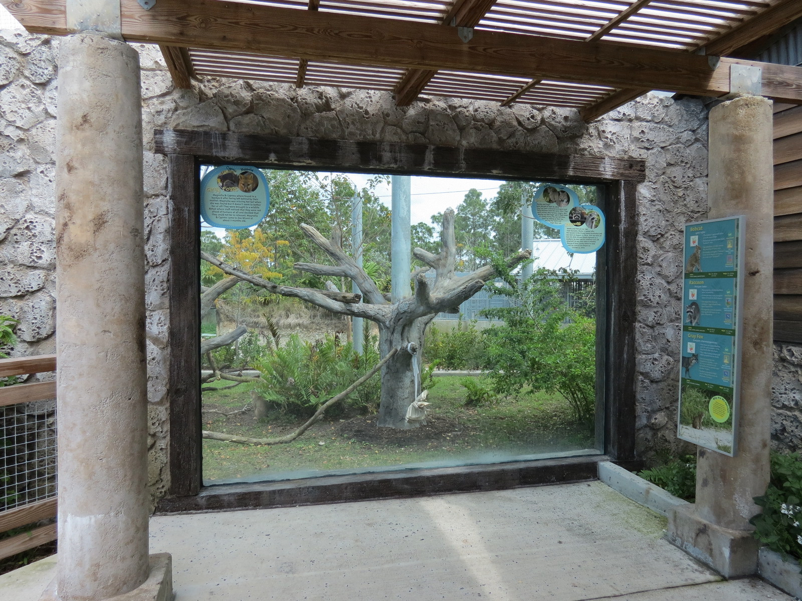 Florida: Mission Everglades - Bobcat OR Gray Fox OR Raccoon Rotational Exhibit 1