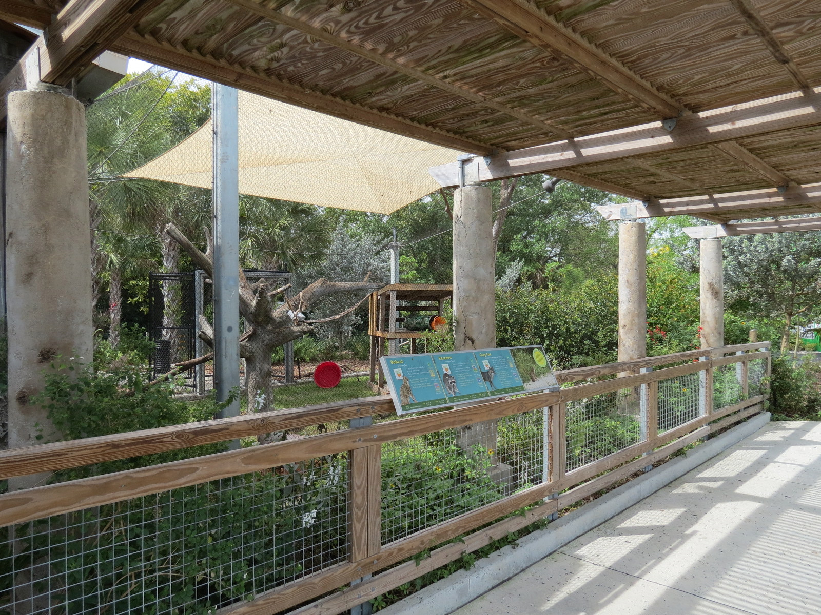 Florida: Mission Everglades - Bobcat OR Gray Fox OR Raccoon Rotational Exhibit 2