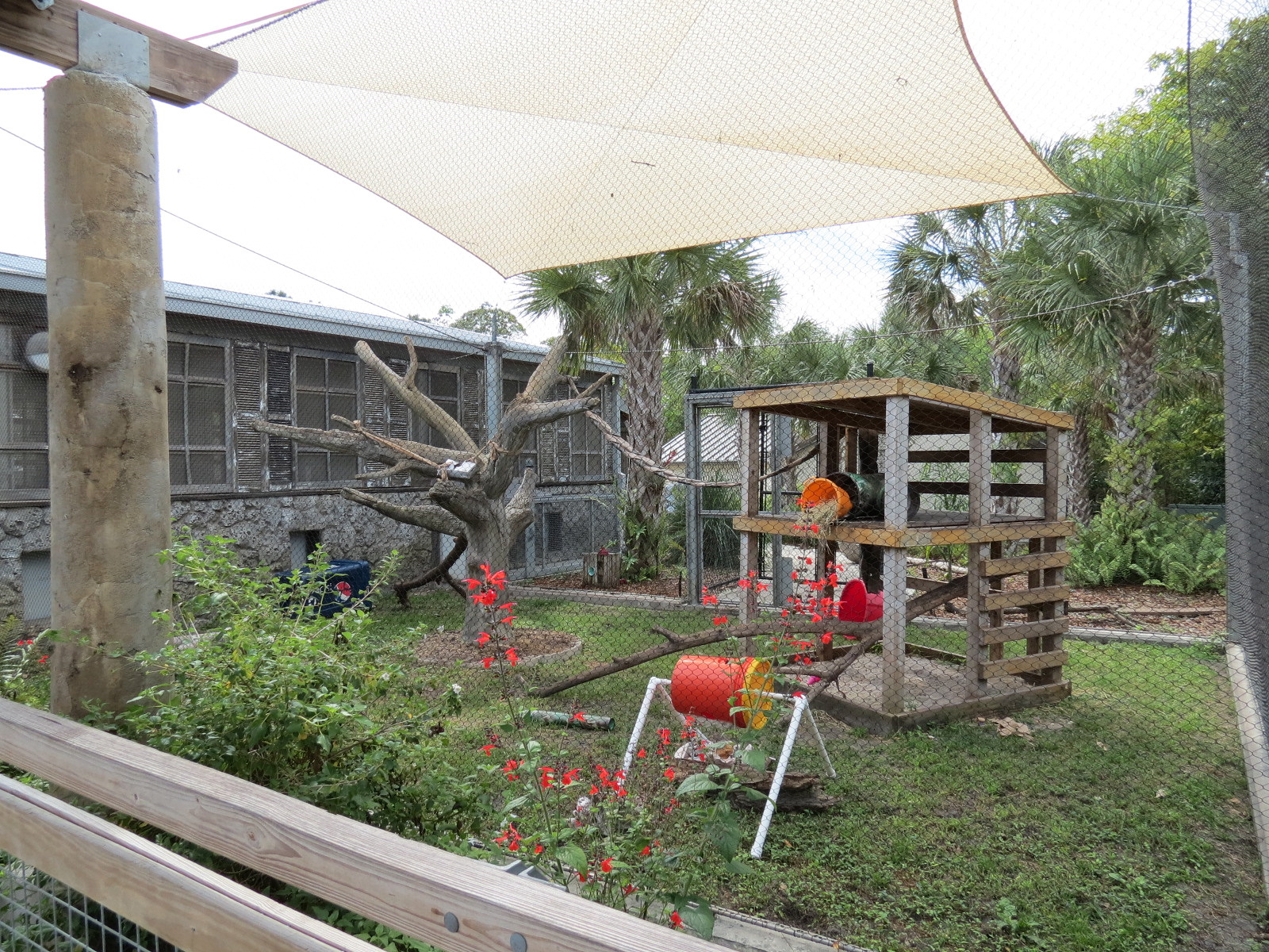 Florida: Mission Everglades - Bobcat OR Gray Fox OR Raccoon Rotational Exhibit 2