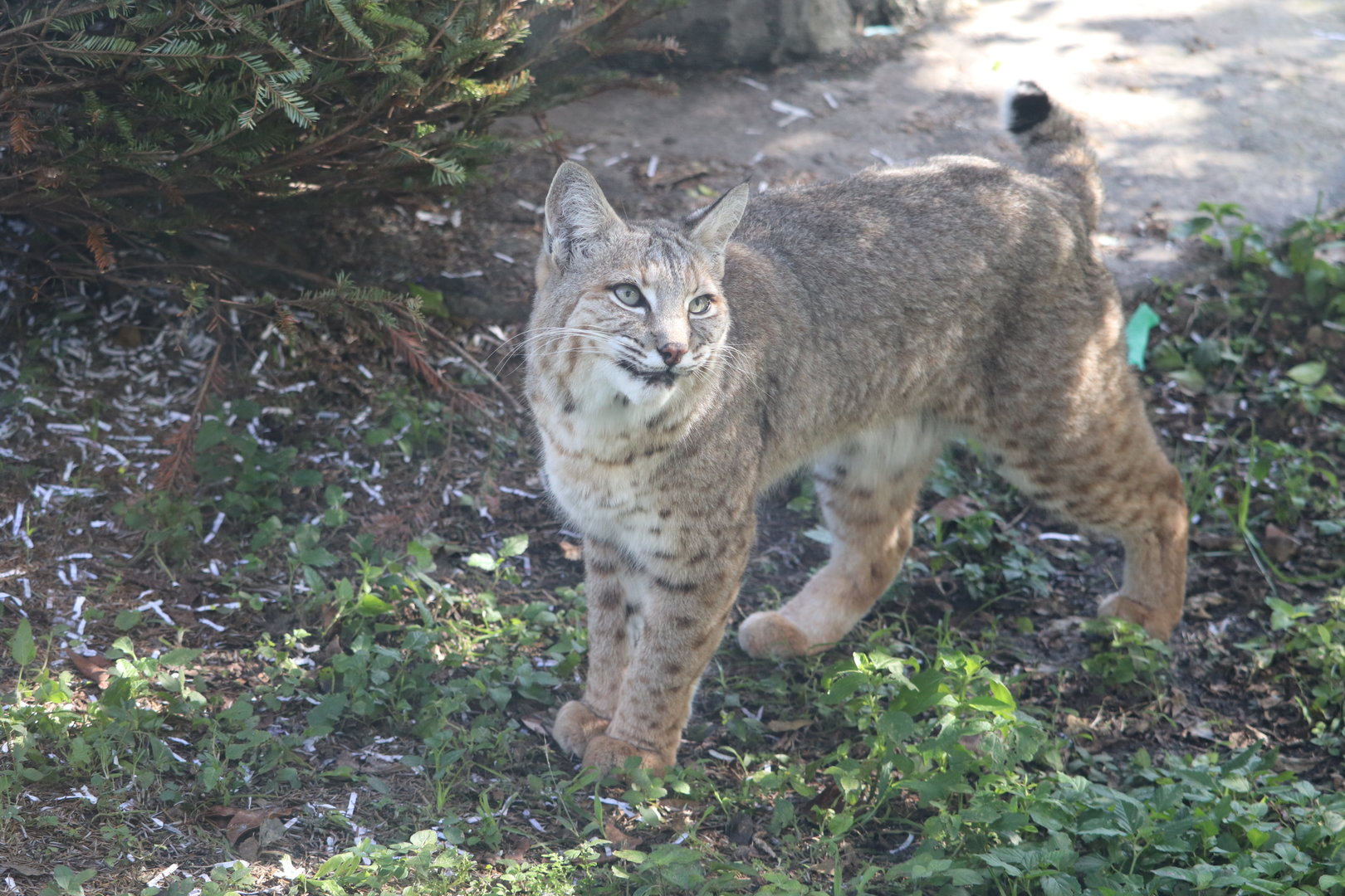 Florida: Mission Everglades - Bobcat