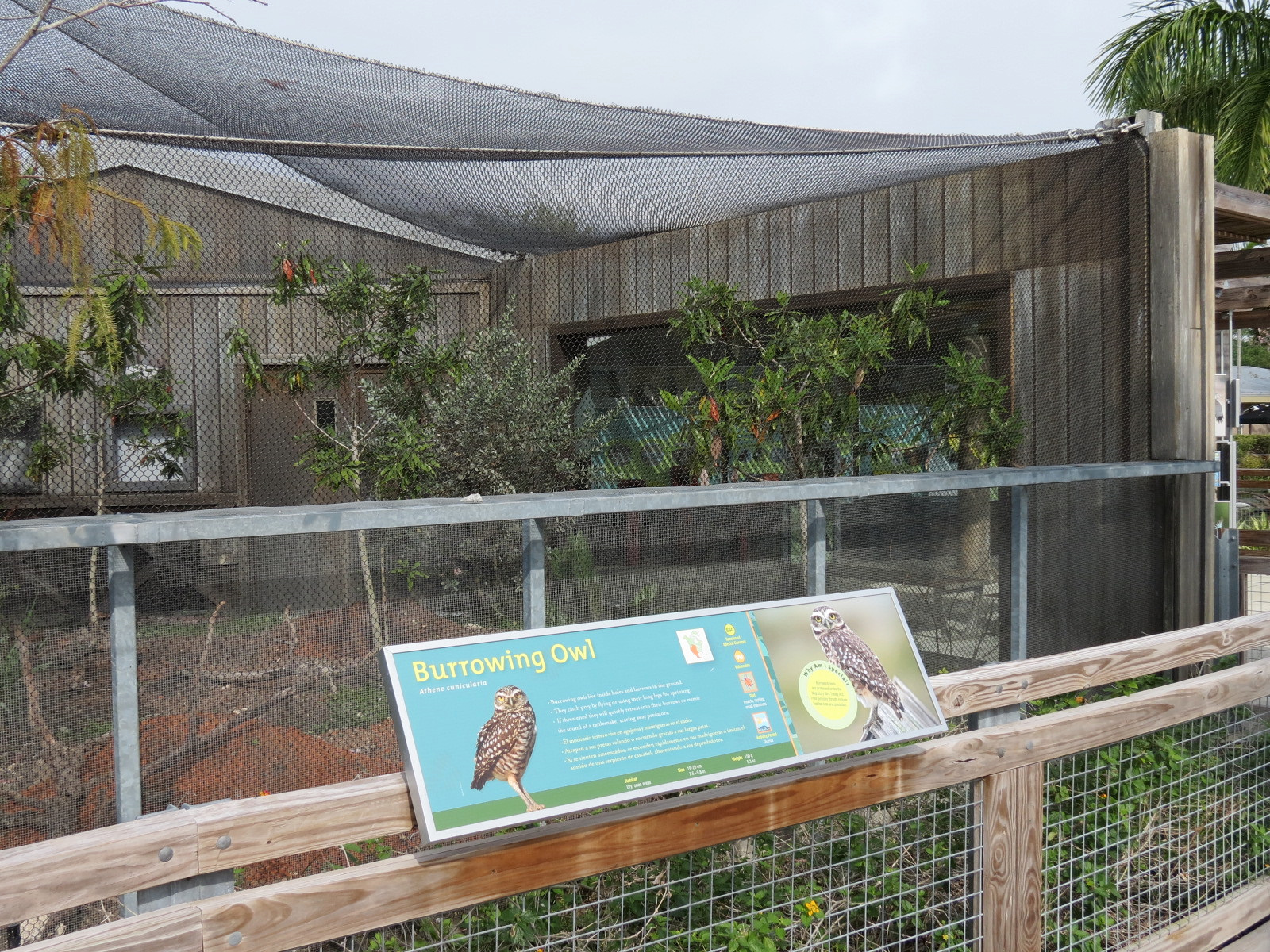 Florida: Mission Everglades - Burrowing Owl and Gopher Tortoise Exhibit