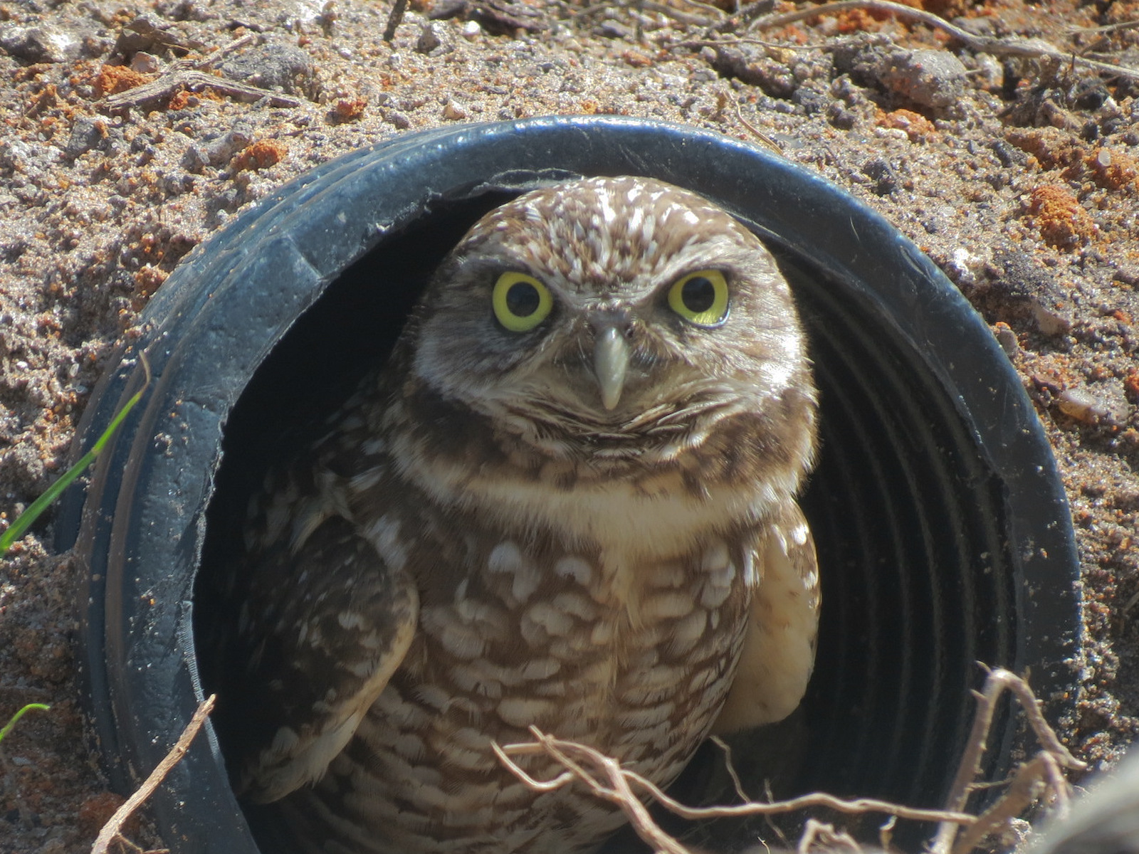 Florida: Mission Everglades - Burrowing Owl and Gopher Tortoise Exhibit