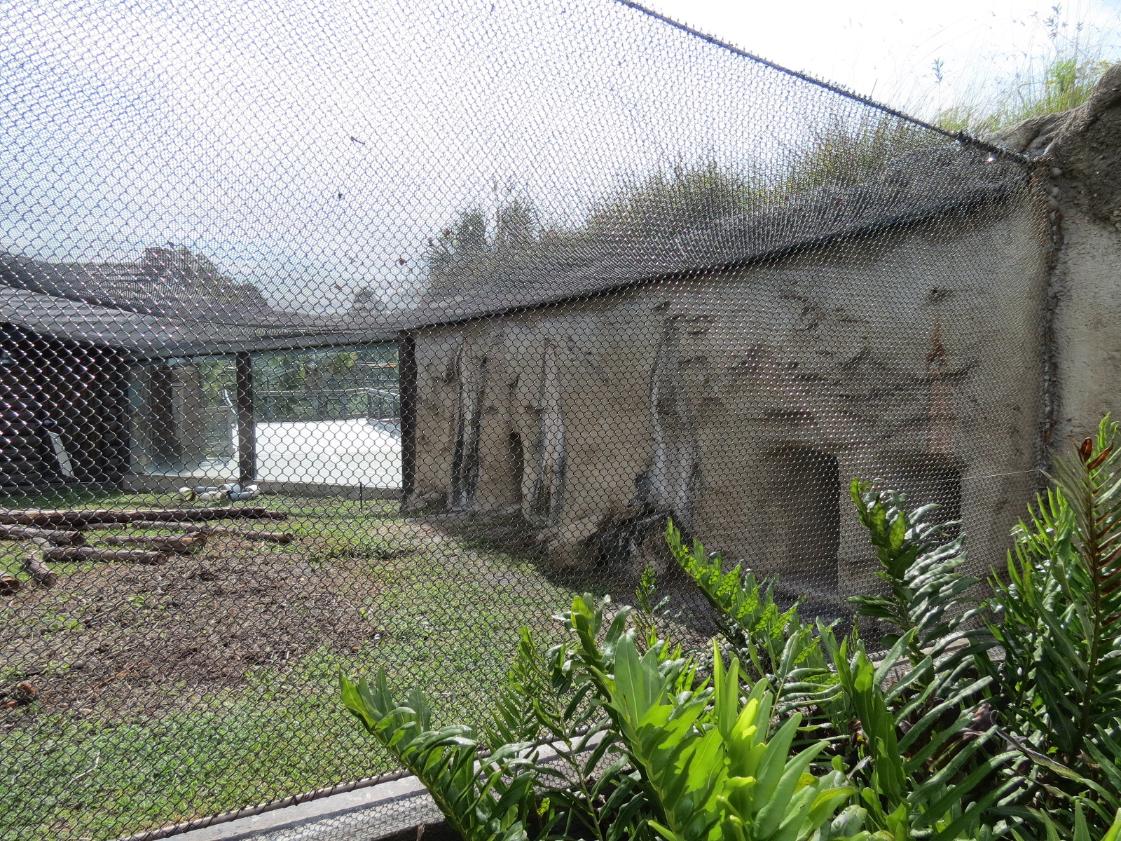 Florida: Mission Everglades - Burrowing Owl, Common Grackle, and Gopher Tortoise Exhibit