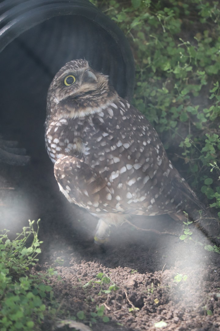 Florida: Mission Everglades - Burrowing Owl