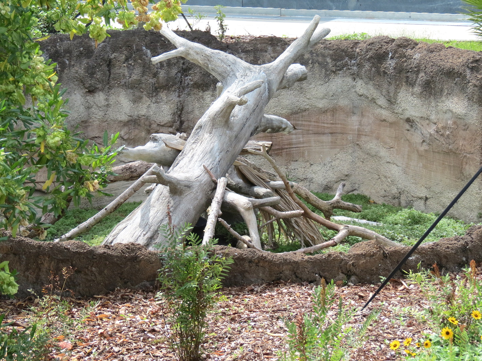 Florida: Mission Everglades - Crested Caracara Exhibit