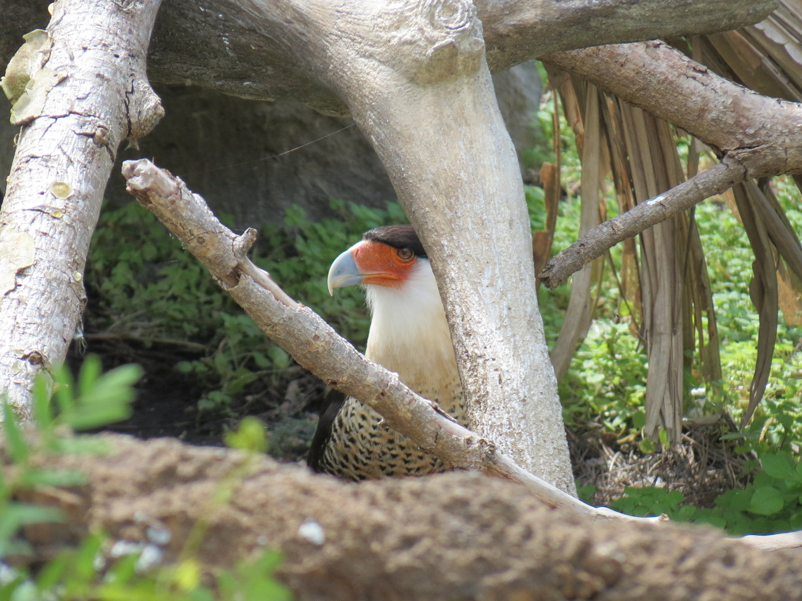 Florida: Mission Everglades - Crested Caracara Exhibit