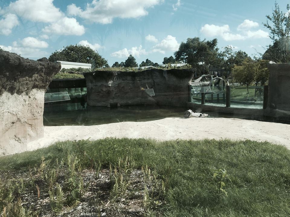 Florida: Mission Everglades- Crocodile