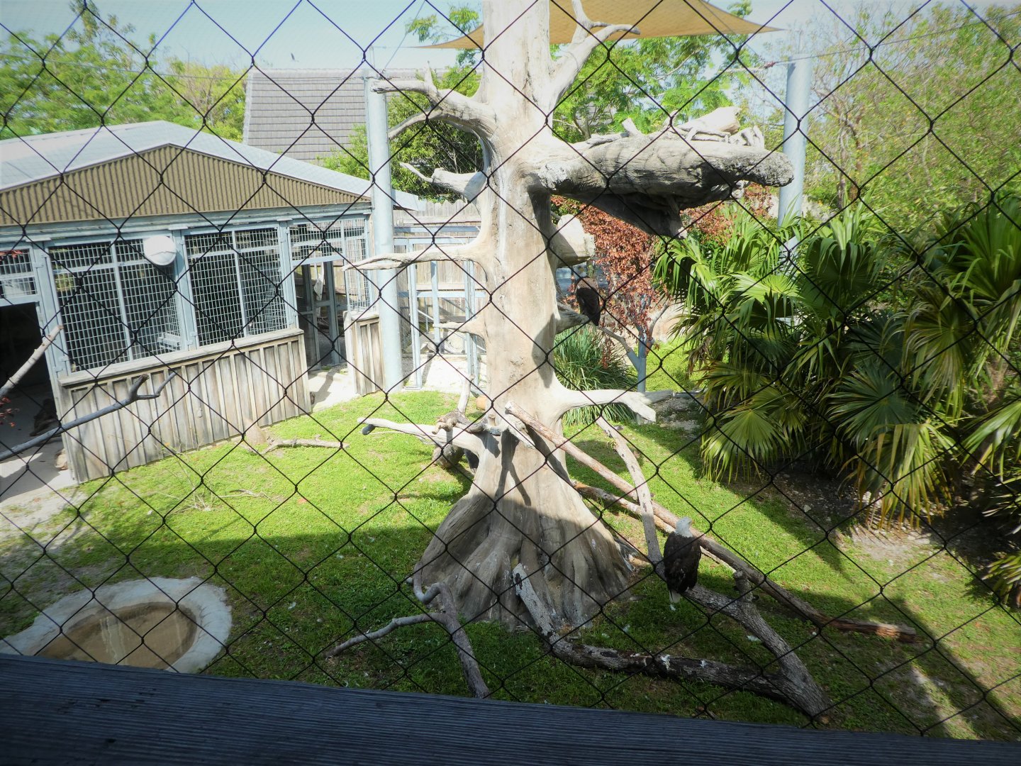 Florida: Mission Everglades - Cypress Swamp - Southern Bald Eagle Exhibit