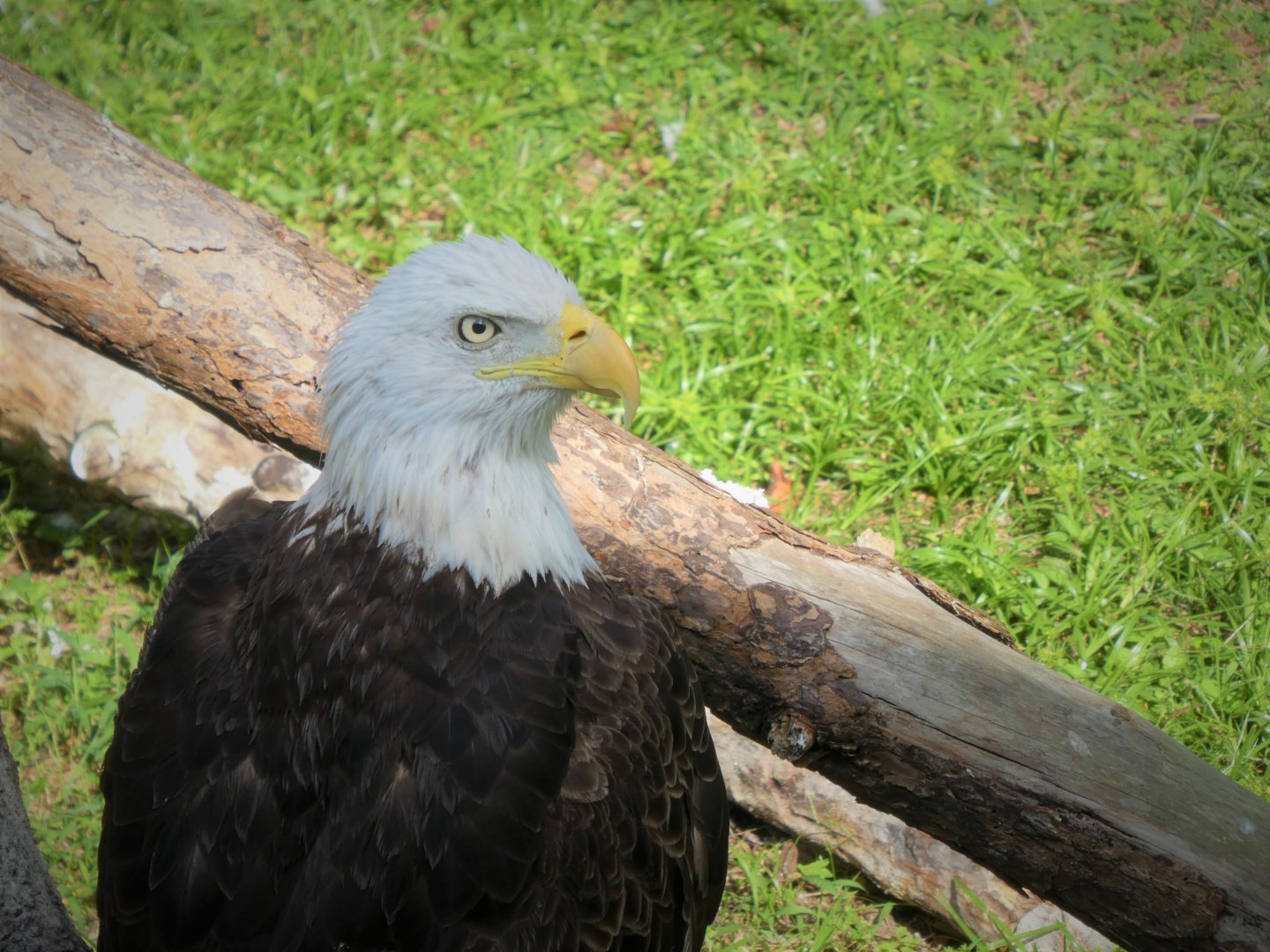 Florida: Mission Everglades - Cypress Swamp - Southern Bald Eagle