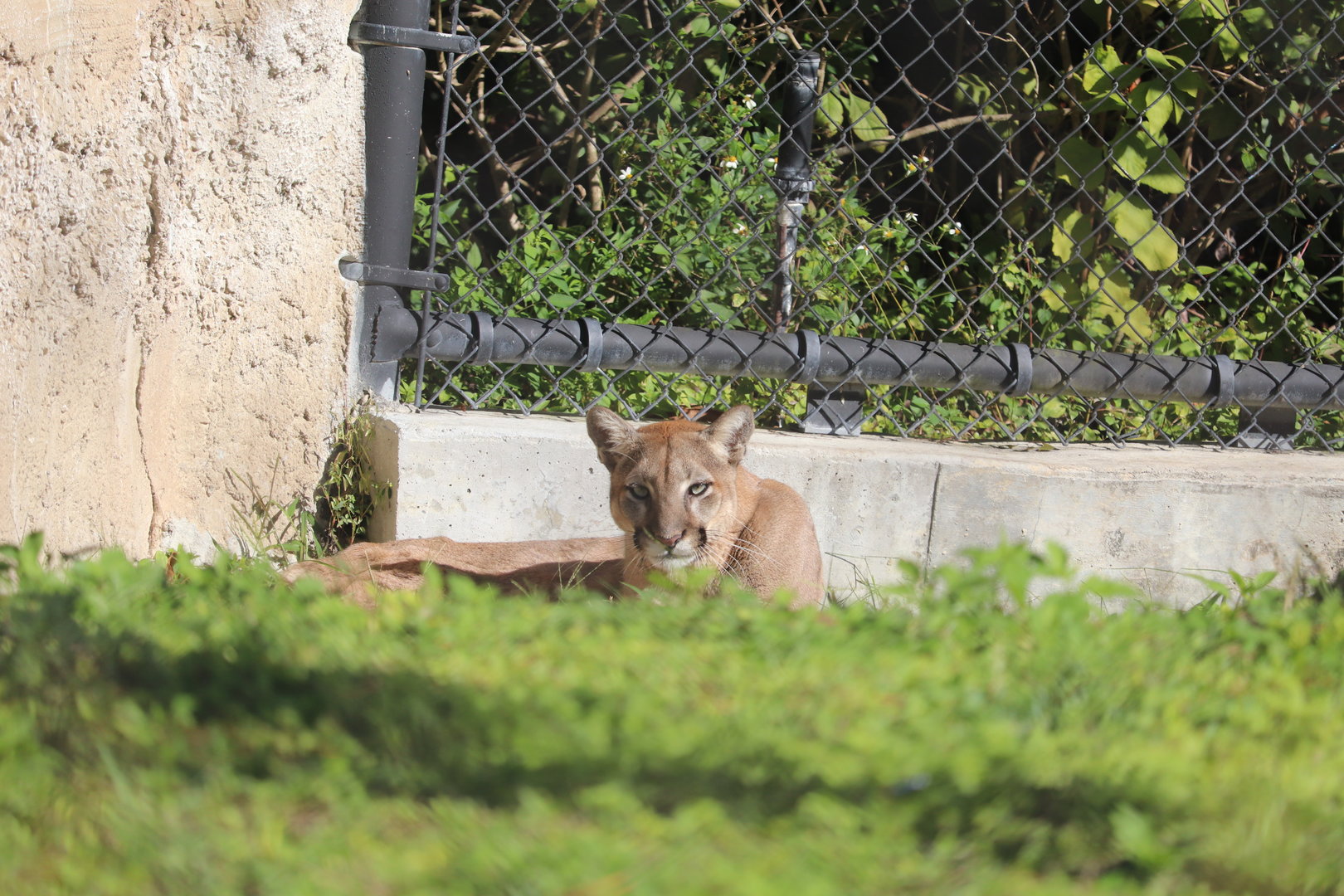 Florida: Mission Everglades - Florida Panther