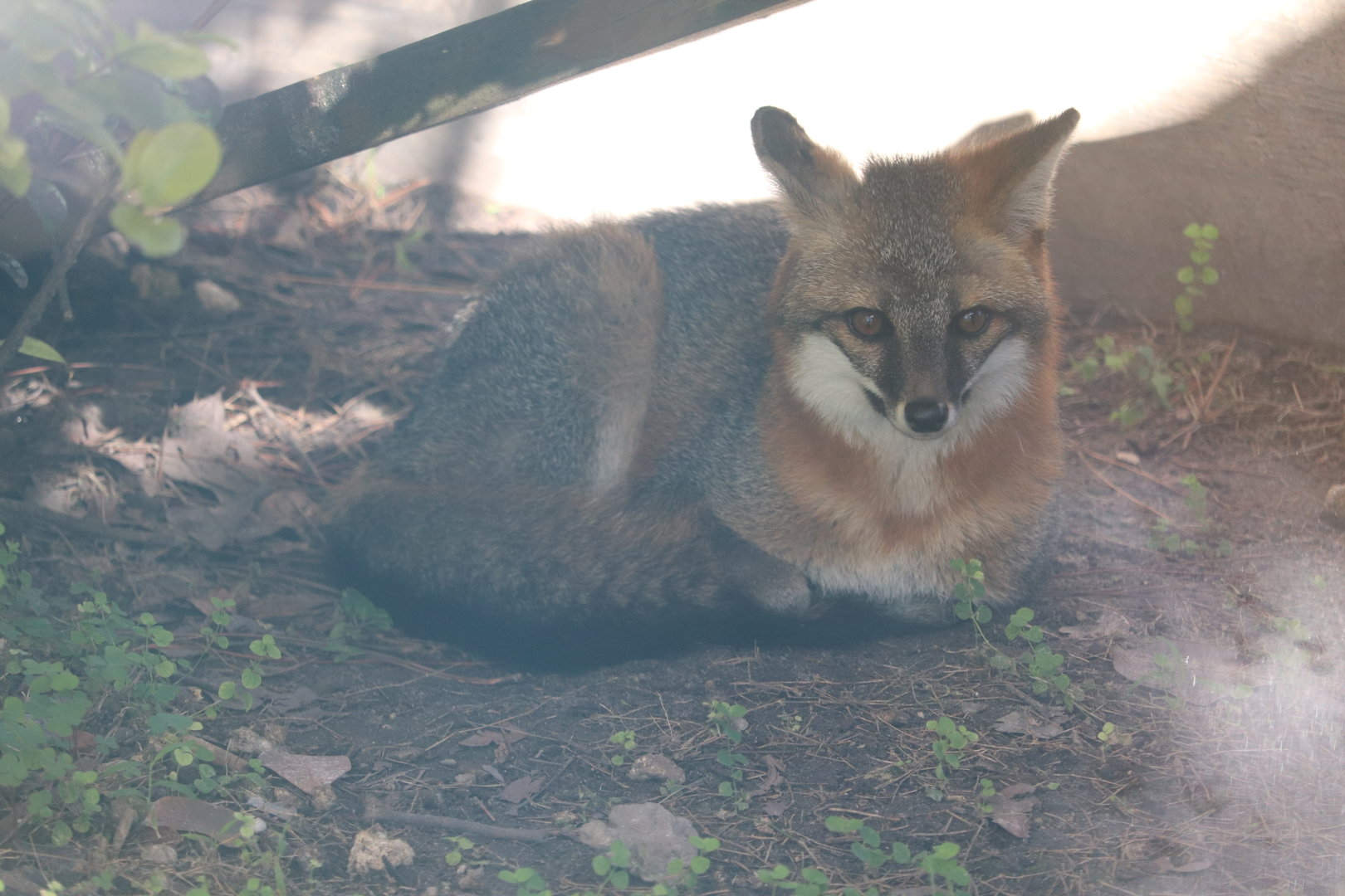Florida: Mission Everglades - Gray Fox