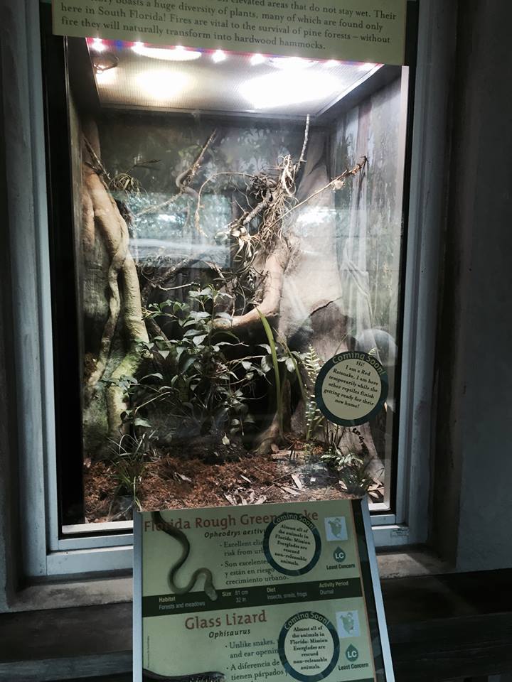 Florida: Mission Everglades- Green Snake/Glass Lizard