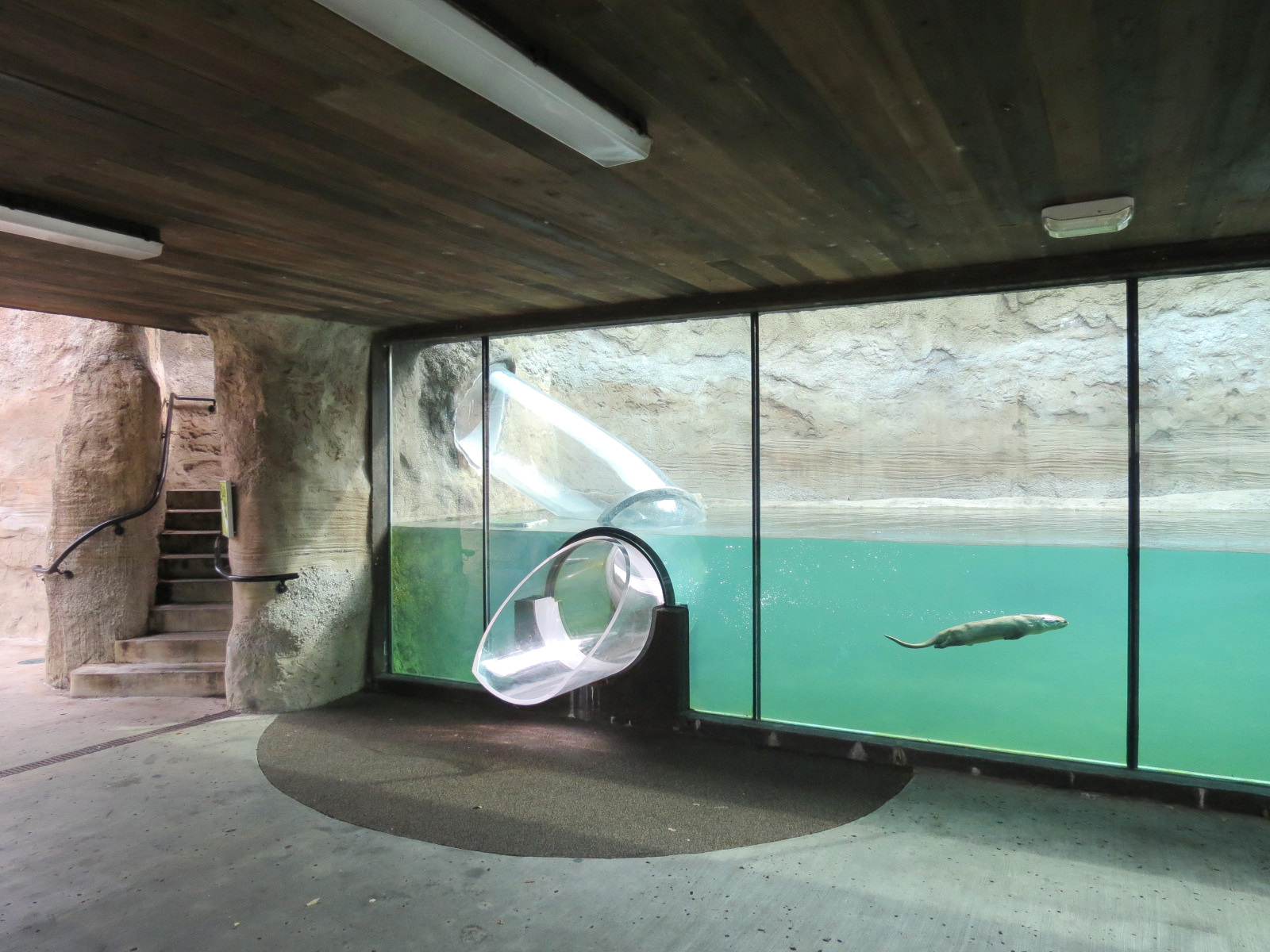 Florida: Mission Everglades - North American River Otter Exhibit