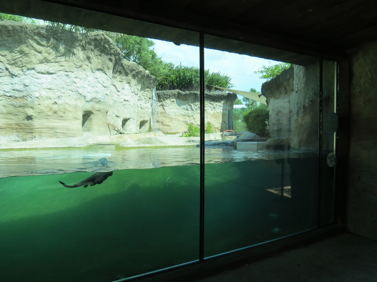 Florida: Mission Everglades - North American River Otter Exhibit