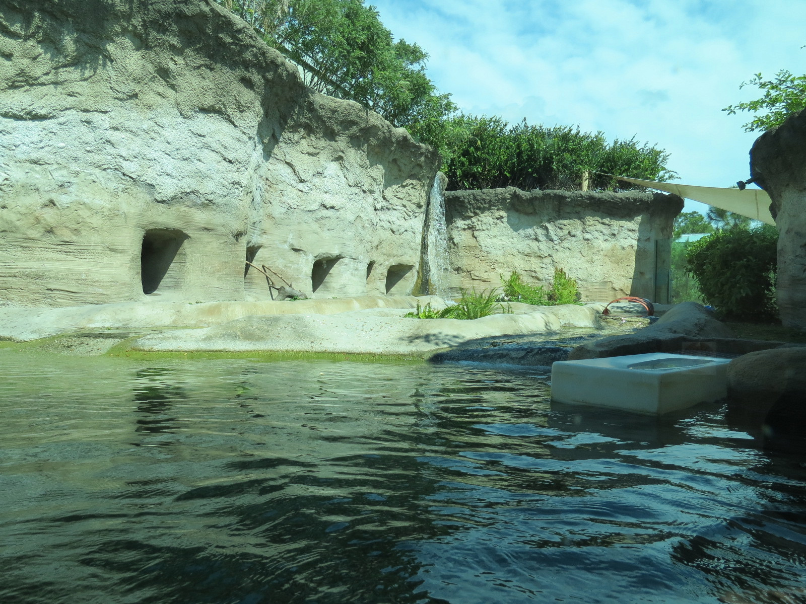 Florida: Mission Everglades - North American River Otter Exhibit