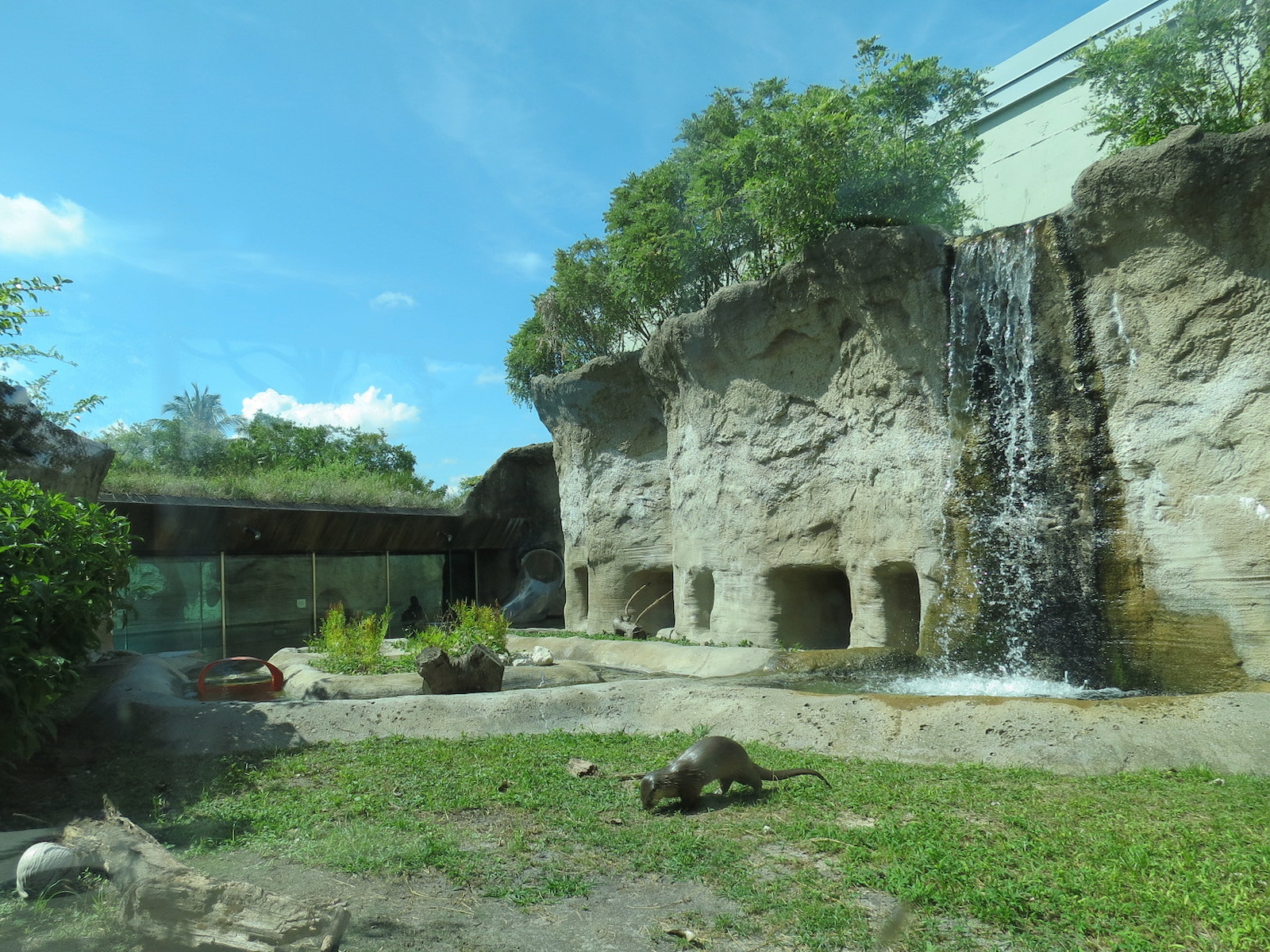 Florida: Mission Everglades - North American River Otter Exhibit