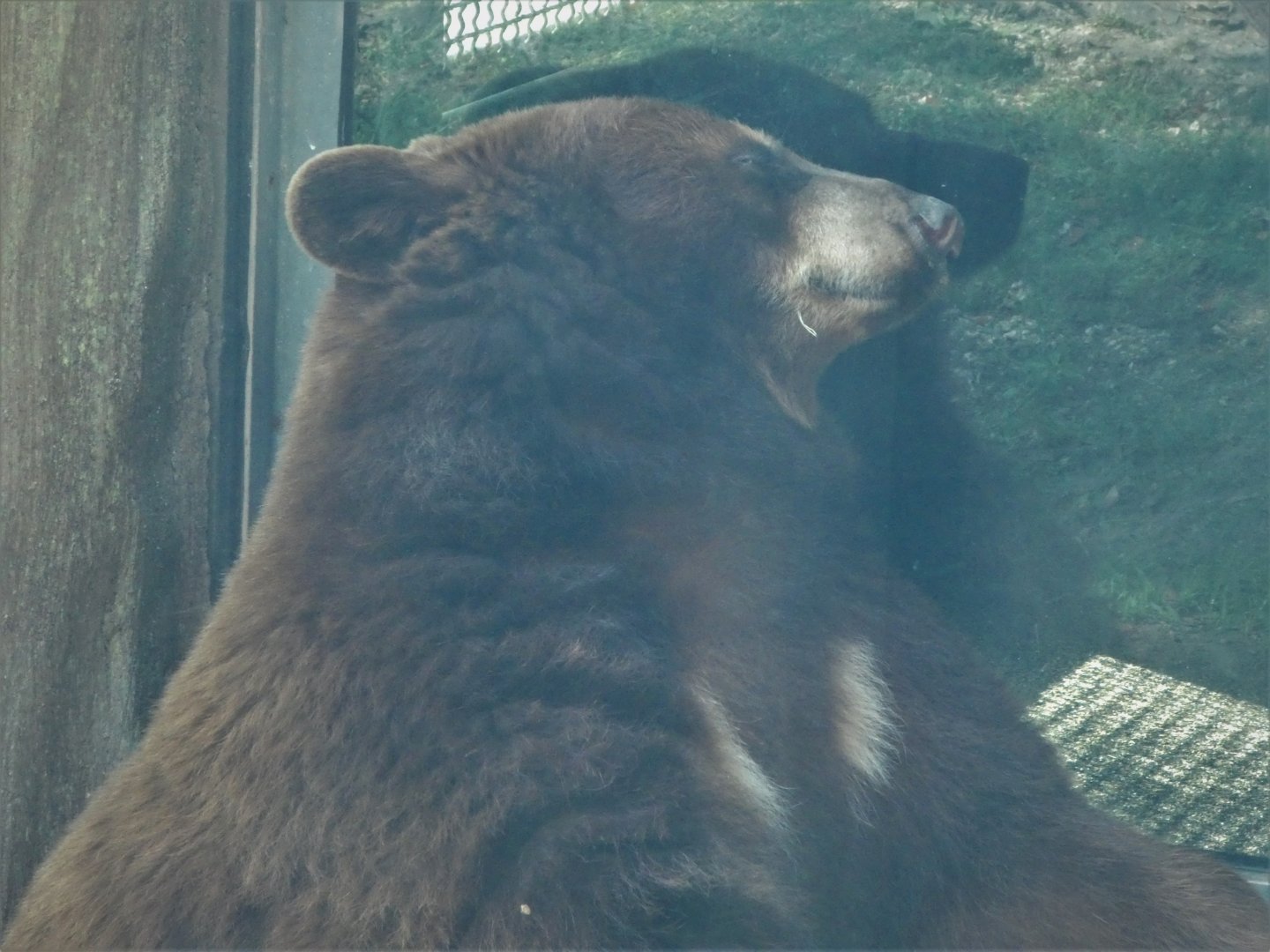Florida: Mission Everglades - Pine Rocklands - American Black Bear