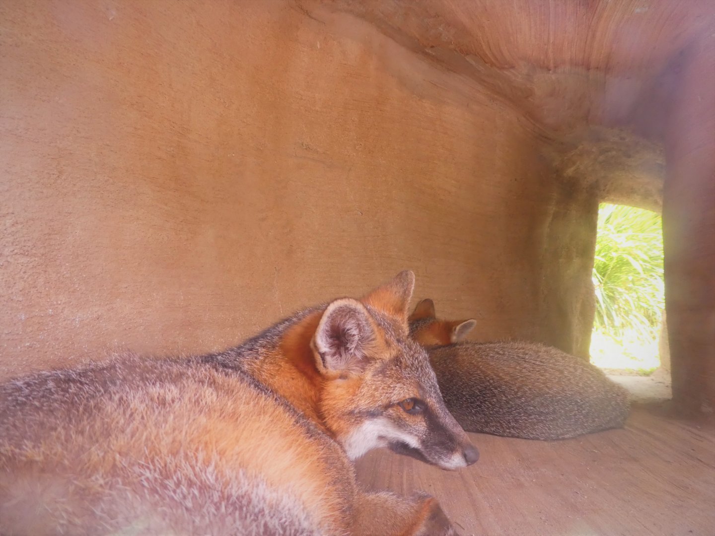Florida: Mission Everglades - Pine Rocklands - Gray Fox