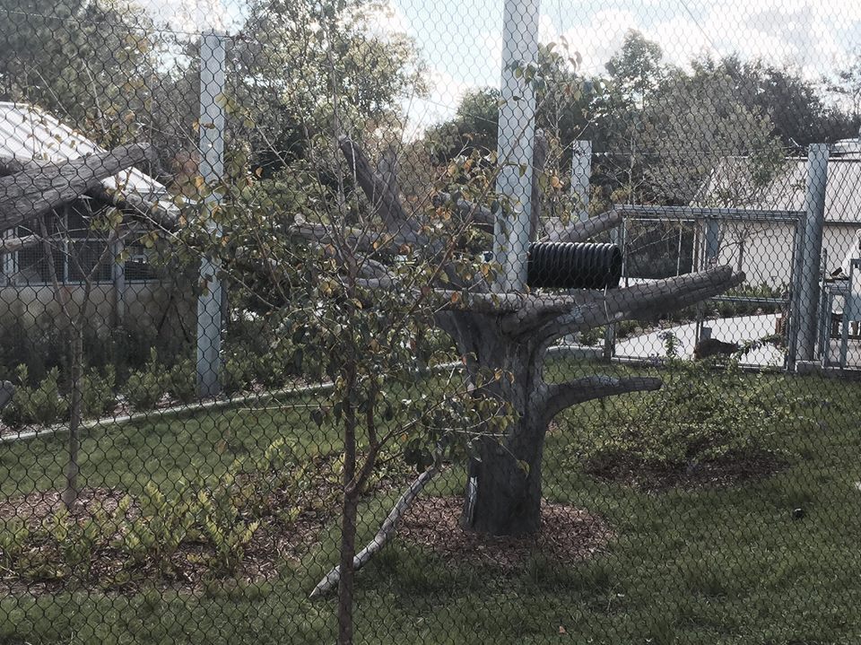 Florida: Mission Everglades- Raccoon/Gray Fox/Bobcat