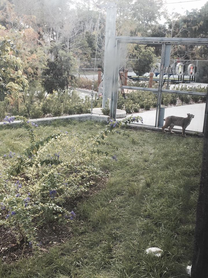 Florida: Mission Everglades- Raccoon/Gray Fox/Bobcat