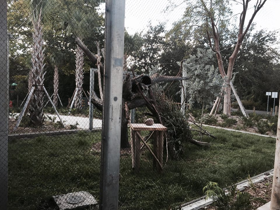 Florida: Mission Everglades- Raccoon/Gray Fox/Bobcat