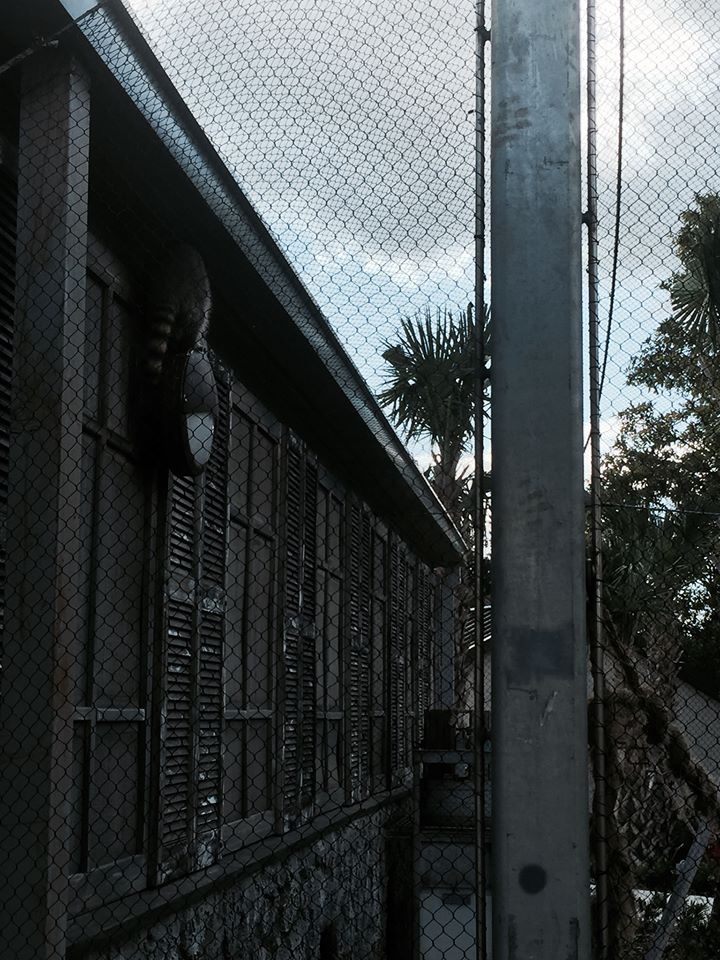 Florida: Mission Everglades- Raccoon/Gray Fox/Bobcat