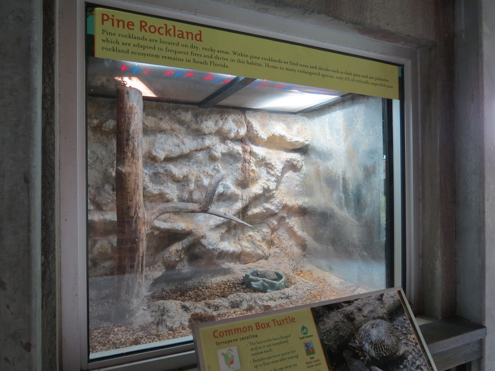 Florida: Mission Everglades - Reptile Exhibits - Common Box Turtle Exhibit