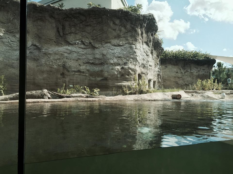 Florida: Mission Everglades- River Otter