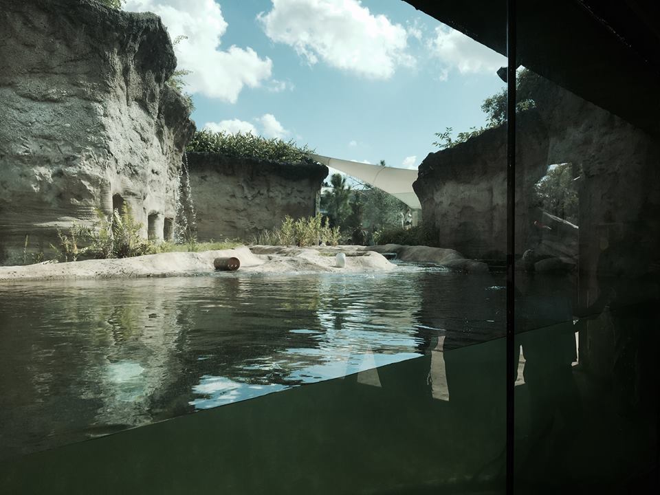 Florida: Mission Everglades: River Otter
