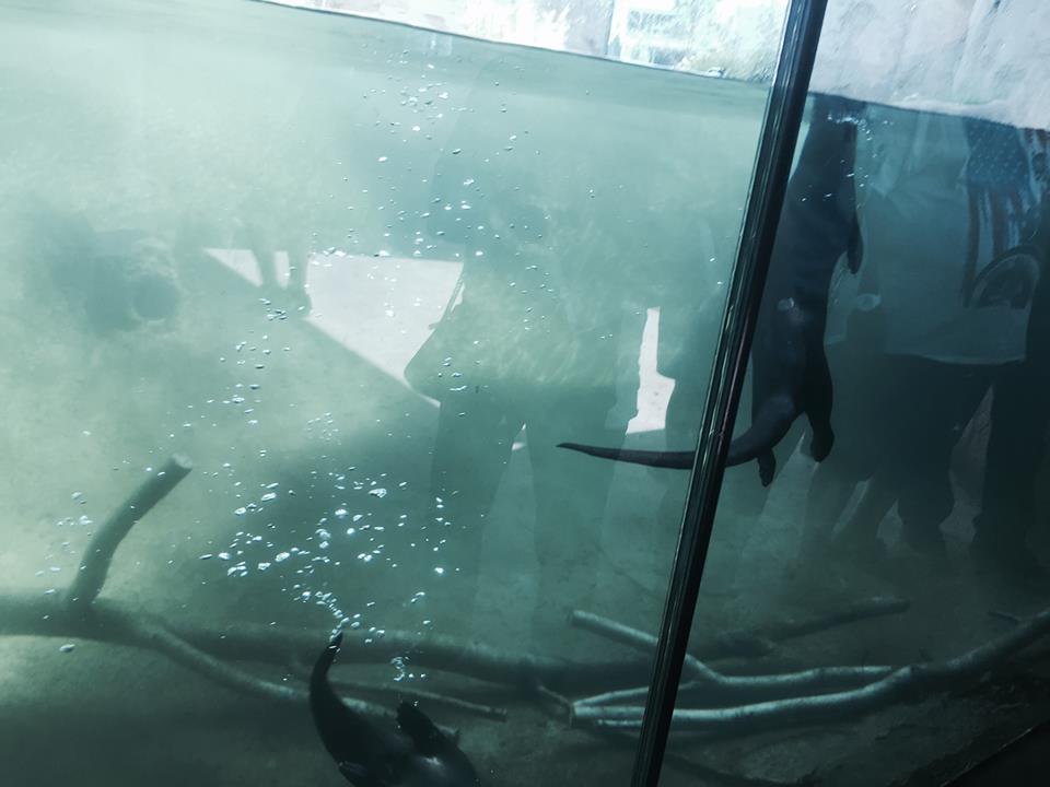 Florida: Mission Everglades- River Otter