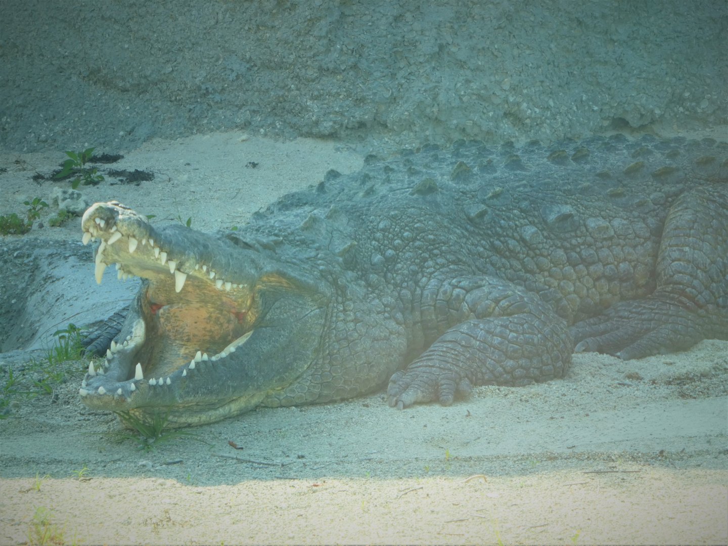 Florida: Mission Everglades - Sawgrass Marsh - American Crocodile