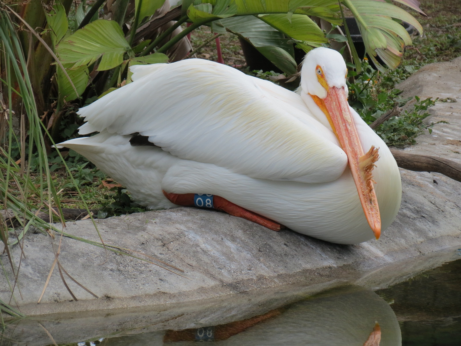 Florida: Mission Everglades - South Florida Wading Bird Exhibit - American White Pelican